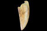 Raptor Tooth - Real Dinosaur Tooth #102401-1